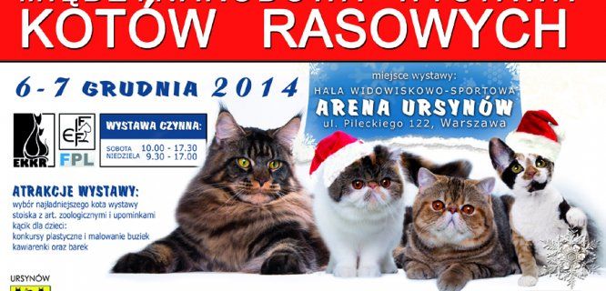 Rasowe koty w Hali Arena Ursynów