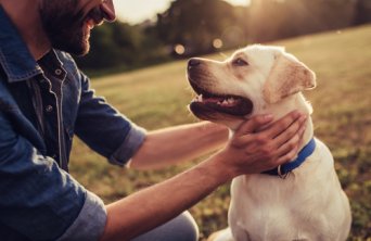 Nocleg w hotelu w towarzystwie pupila? To możliwe! Przeczytaj o kampanii Pets Friendly