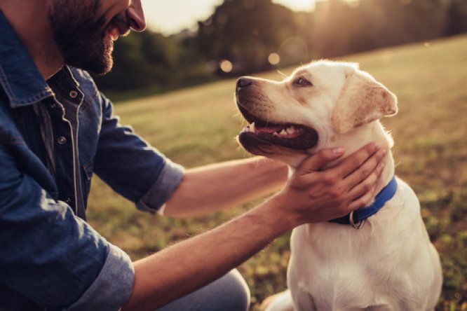 Nocleg w hotelu w towarzystwie pupila? To możliwe! Przeczytaj o kampanii Pets Friendly