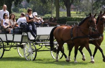 Grupa Hotelowa Molo rozpoczyna współpracę ze stadniną Stado Ogierów w Bogusławicach 