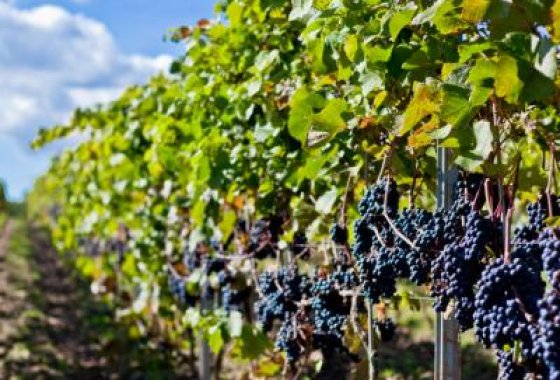 obiekt konferencyjny - Pałac Mierzęcin Wellness & Wine Resort - Usługi - zdjęcie 4
