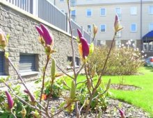 Kompleks Apartamentowy Magnolie