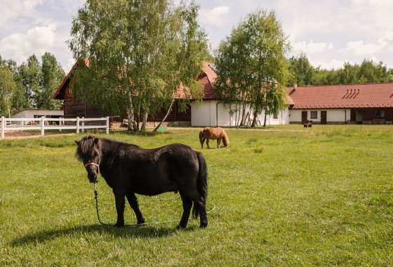 inny - Centrum Aktywnego Wypoczynku Borek - Usługi - zdjęcie 1