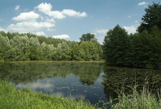 pałac - Pałacyk Łąkomin - Usługi - zdjęcie 6