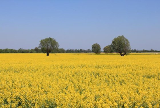 dworek - Cedrowy Dworek - Usługi - zdjęcie 5