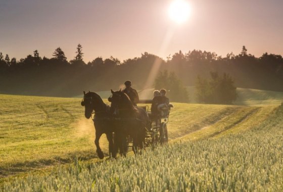 pałac - Pałac i Folwark Galiny - Usługi - zdjęcie 7