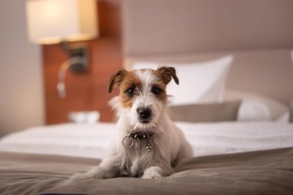 hotel **** - Park Hotel Łysoń**** - zdjęcie 4