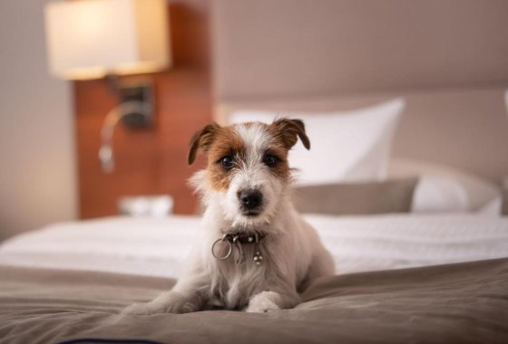 hotel **** - Park Hotel Łysoń**** - Pokoje - zdjęcie 2