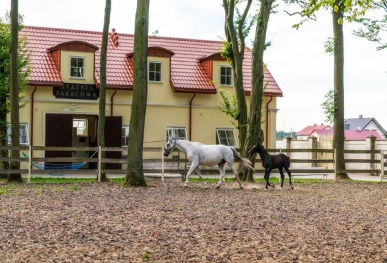 hotel **** - Hotel Pałac Alexandrinum**** - Usługi - zdjęcie 1