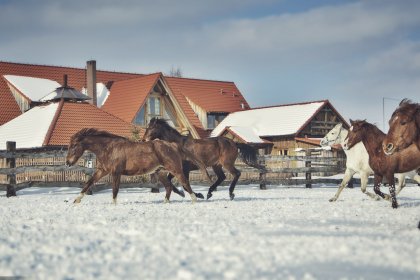 hotel *** - Ranczo Smyczyna - zdjęcie 31