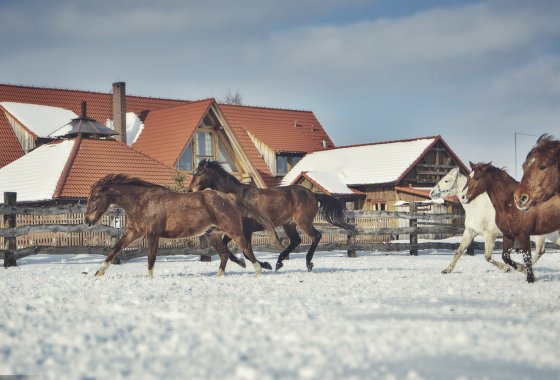 hotel *** - Ranczo Smyczyna - Usługi - zdjęcie 6