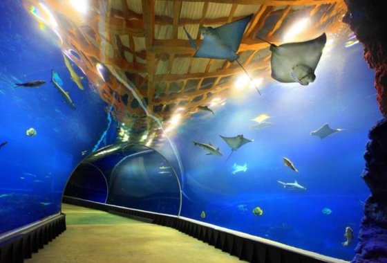 obiekt konferencyjny - Afrykarium ZOO Wrocław - Usługi - zdjęcie 3