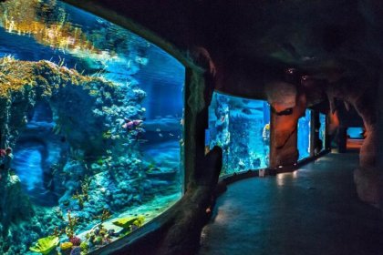 obiekt konferencyjny - Afrykarium ZOO Wrocław - zdjęcie 13