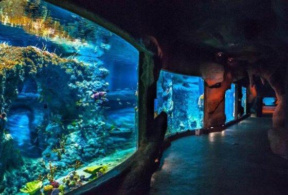 obiekt konferencyjny - Afrykarium ZOO Wrocław - Usługi - zdjęcie 4