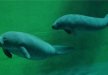 obiekt konferencyjny - Afrykarium ZOO Wrocław - zdjęcie 17