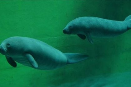 obiekt konferencyjny - Afrykarium ZOO Wrocław - zdjęcie 17