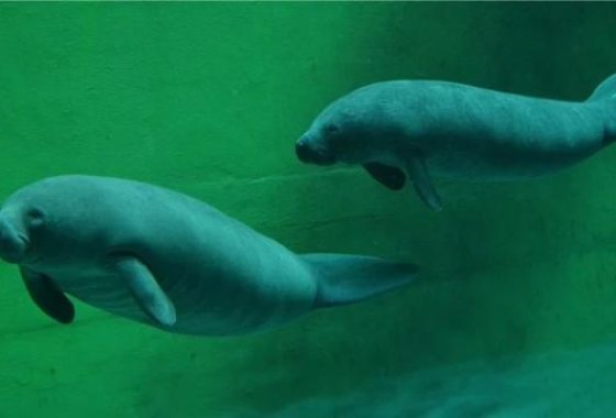 obiekt konferencyjny - Afrykarium ZOO Wrocław - Usługi - zdjęcie 5