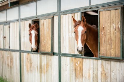hotel - Salio Equisport Resort & SPA - zdjęcie 3
